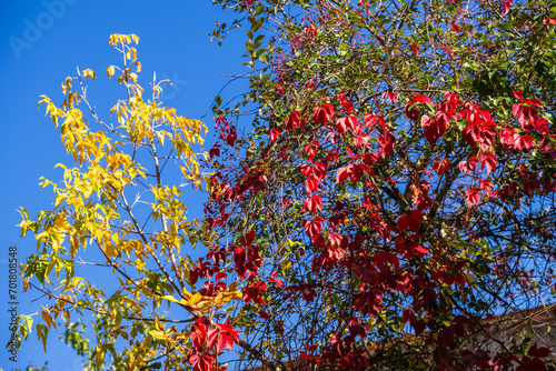 Virginia creeper  Parthenocissus quinquefolia  leaves and fruits