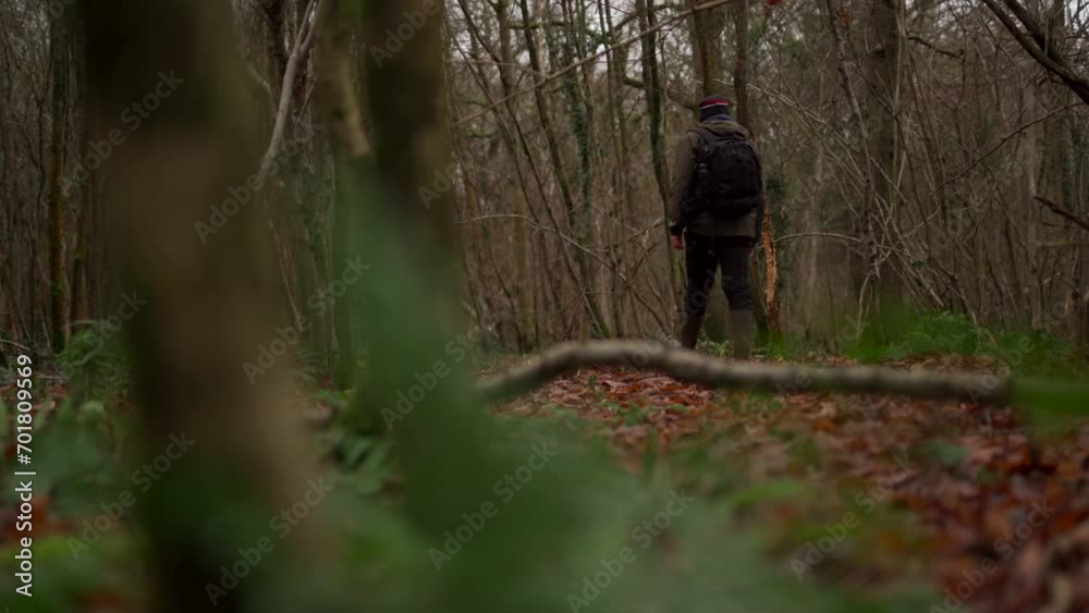 A man inspecting wild deer damage to the bark of a tree in a forest A man inspecting wild deer damage to the bark of a tree in a forest