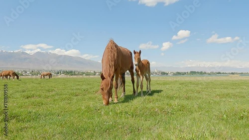 Foal with mother. Chestnut mare with foal in field. Horses like mustangs graze on clean alpine meadows in a mountain valley. Mountain horse farm scene. Horses in mountains photo