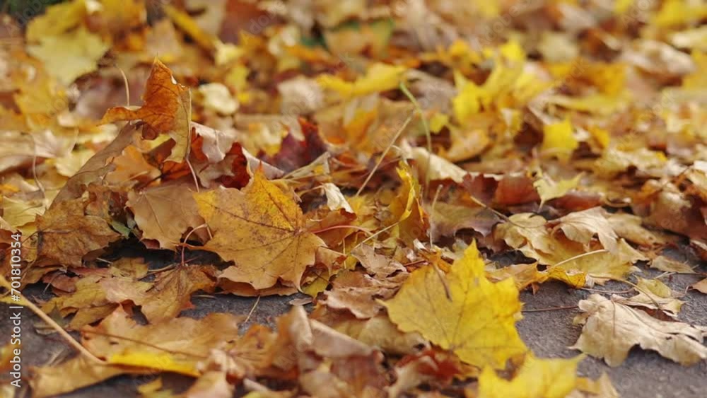 Smooth movement along of old asphalt footpath with colourful yellow and brown fallen leaves in the autumn city park. Season leaf fall. Paved walkway for walk in beauty nature Smooth movement along of old asphalt footpath with colourful yellow and brown fallen leaves in the autumn city park. Season leaf fall. Paved walkway for walk in beauty nature