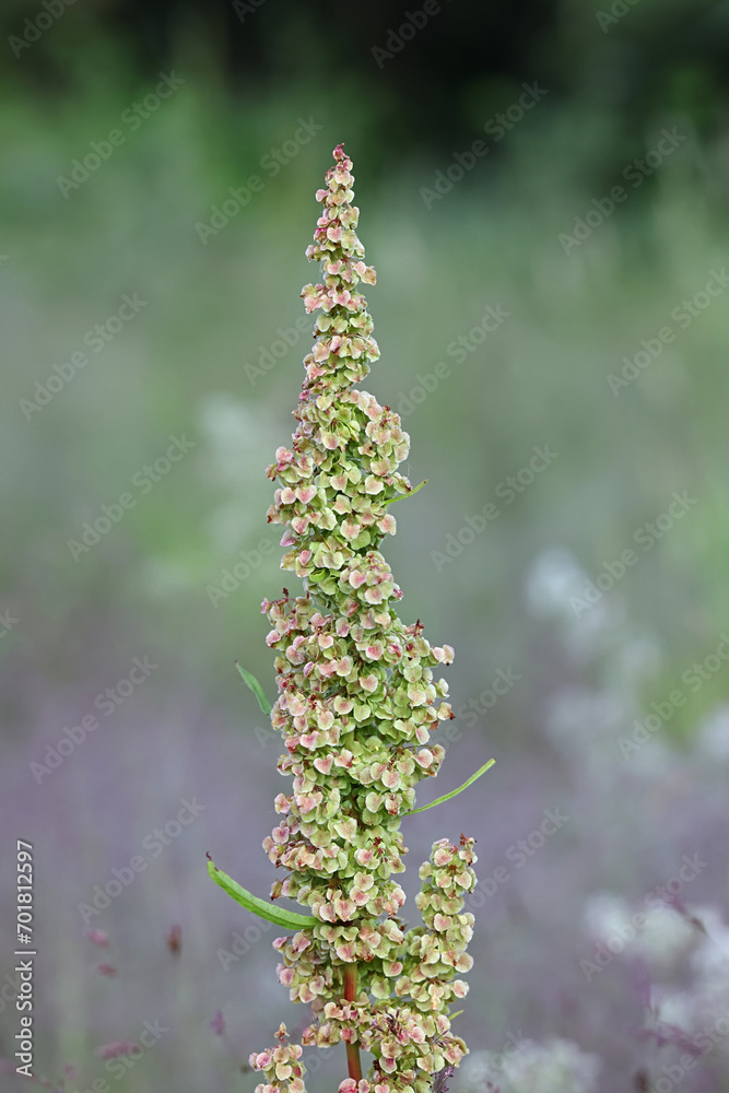 Northern Dock, Rumex longifolius, also known as Dooryard dock, wild