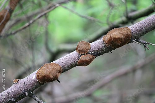 Phellinus abietis, a bracket fungus from Finland, no common English name photo