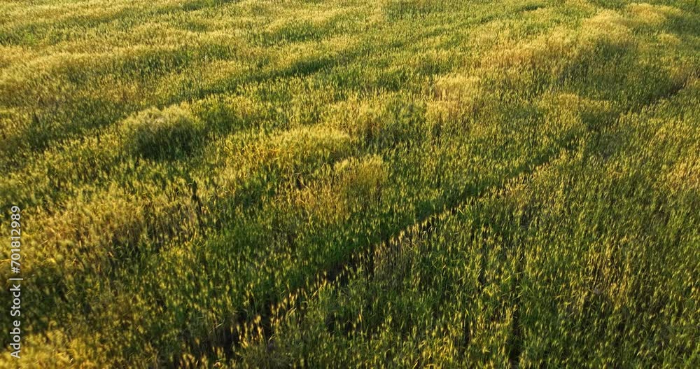 wheat field wheat field