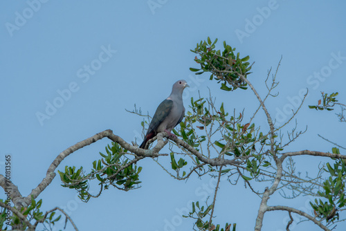 Photography The green imperial pigeon is a large forest pigeon