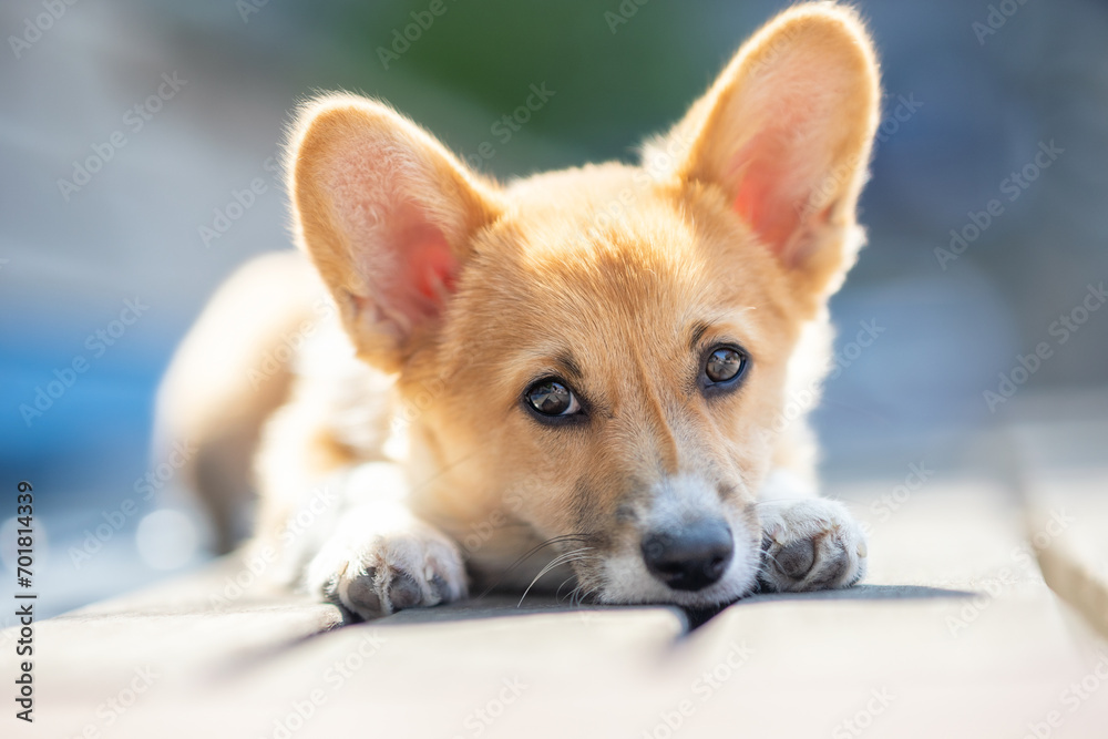 Adorable Pembroke Welsh Corgi puppy with huge ears and puppy dog eyes laying in a park on a beautiful sunny day. Adorable Pembroke Welsh Corgi puppy with huge ears and puppy dog eyes laying in a park on a beautiful sunny day.