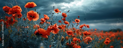 Field of red poppies on a background of stormy sky
