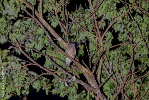 Andaman hawk-owl (Ninox affinis) or Andaman boobook at South Andaman, India photo