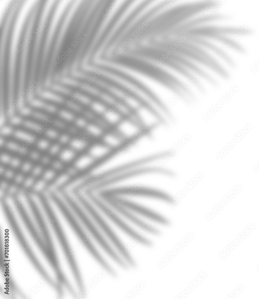 Obraz premium Plant shadow