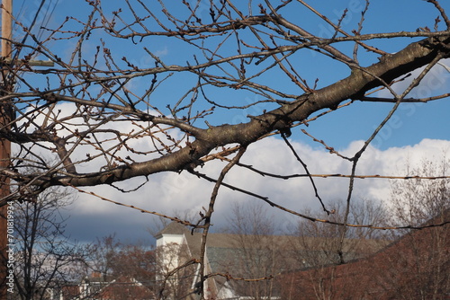 The branches extend outward from the tree and you can see clouds in the sky.