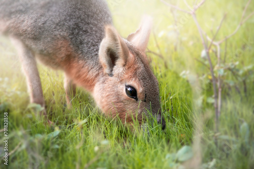 rabbit in grass