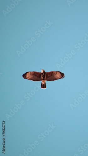bird flying through the blue sky