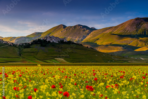 Castelluccio of Norcia blooming. Monti Sibillini National Park  Perugia district  Umbria  Italy  Europe.