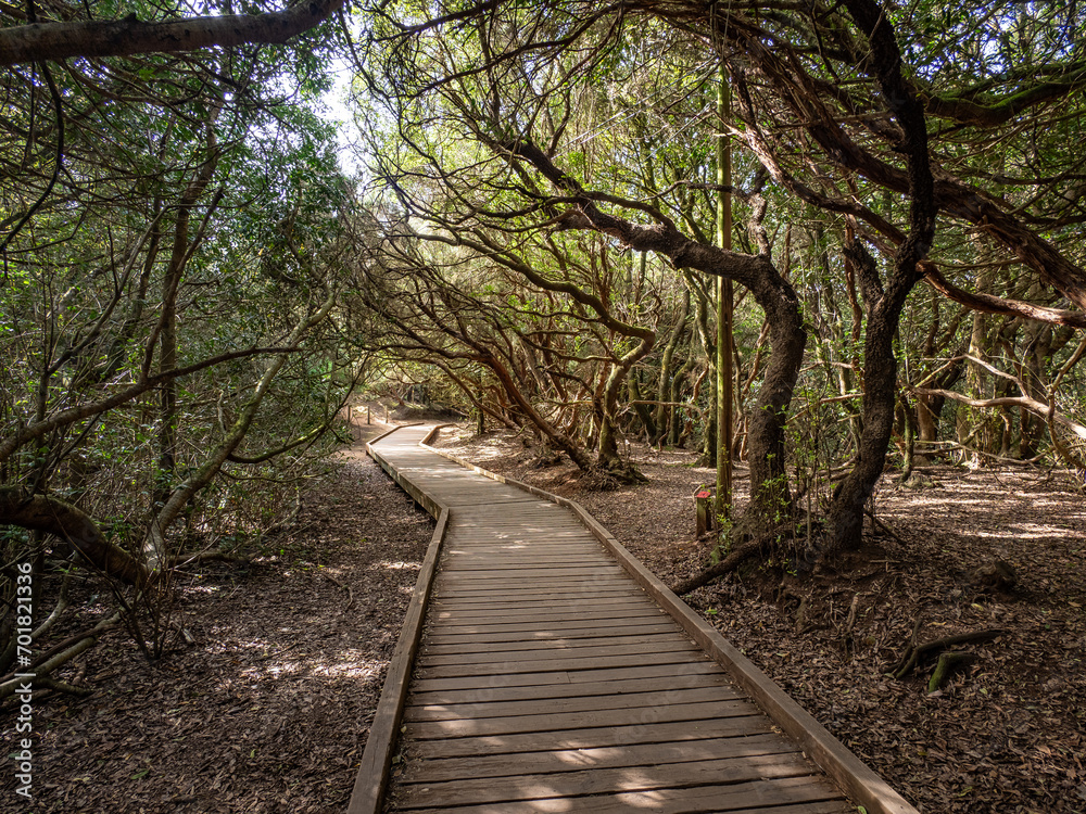 Laurel forest in Anaga Rural Park on Tenerife Laurel forest in Anaga Rural Park on Tenerife