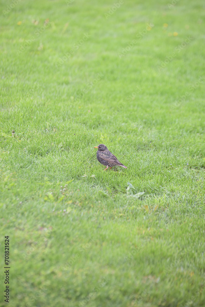 Sturnus vulgaris -Star Sturnus vulgaris -Star