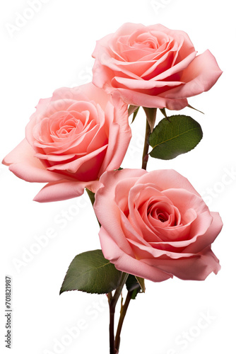 closeup macro view of A collection two  three Rose flowers isolated on white background PNG