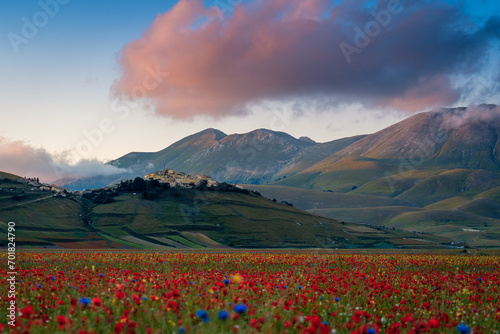 Castelluccio of Norcia blooming. Monti Sibillini National Park, Perugia district, Umbria, Italy, Europe. photo