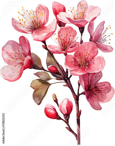 Cherry blossom flowers watercolor painting isolated on transparent background.