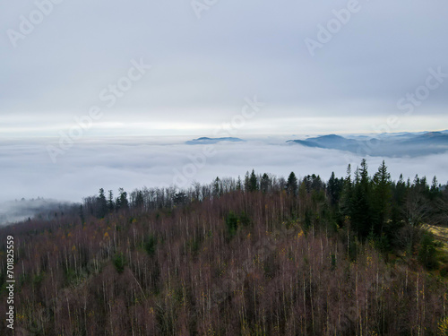 Wild Carpathian forest cinematic aerial view. Drone flying over the wild autumn forest.