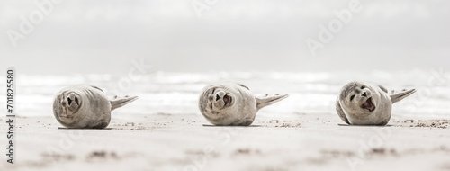 Lachende Junge Robbe am Strand