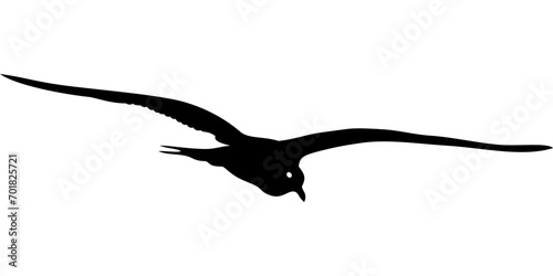 flying seagull in black