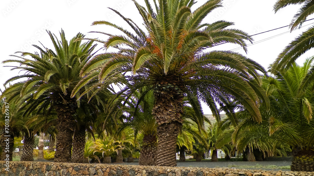 Palms in Haria, Lanzarote, Canary Islands.