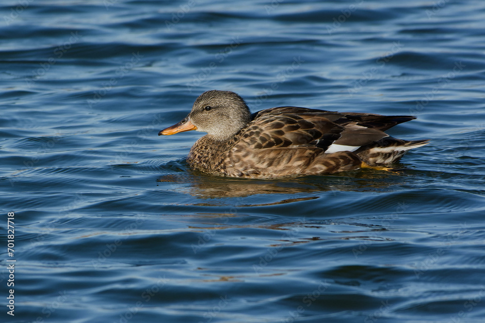 Female Gadwall (Mareca strepera) swimming Female Gadwall (Mareca strepera) swimming