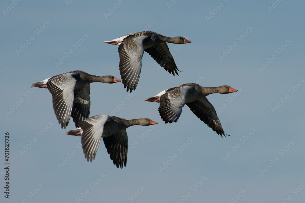 Obraz premium Greylag Geese (Anser anser) flying