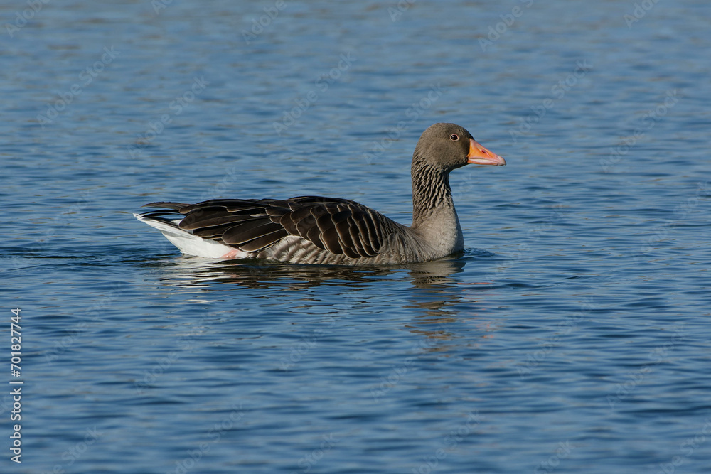 Greylag Goose (Anser anser) swimming Greylag Goose (Anser anser) swimming