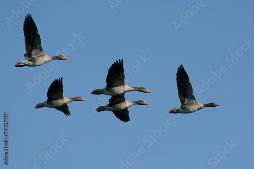 Greylag Geese (Anser anser) flying photo