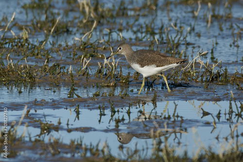 Green sandpiper (Tringa ochropus) photo