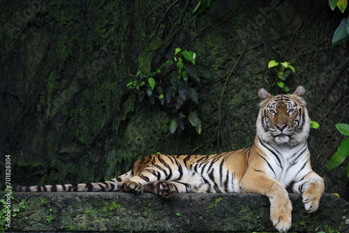 Close up Indochinese tiger is beautiful animal and dangerous in forest