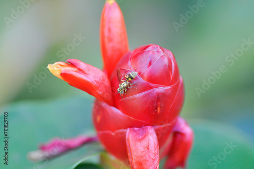 wasp on Costus speciosus, Crape ginger or Malay ginger or Spiral flag or Cheilocostus speciosus, Costaceae or Cane reed photo