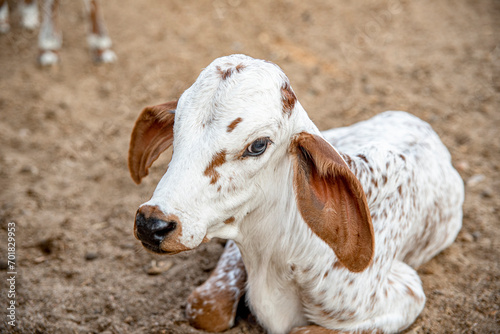 BEZERRINHO DE VACA GIR LEITEIRO 