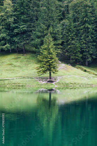 Lonely tree reflect in Seealpsee mountain lake during summer at Appenzell  Switzerland