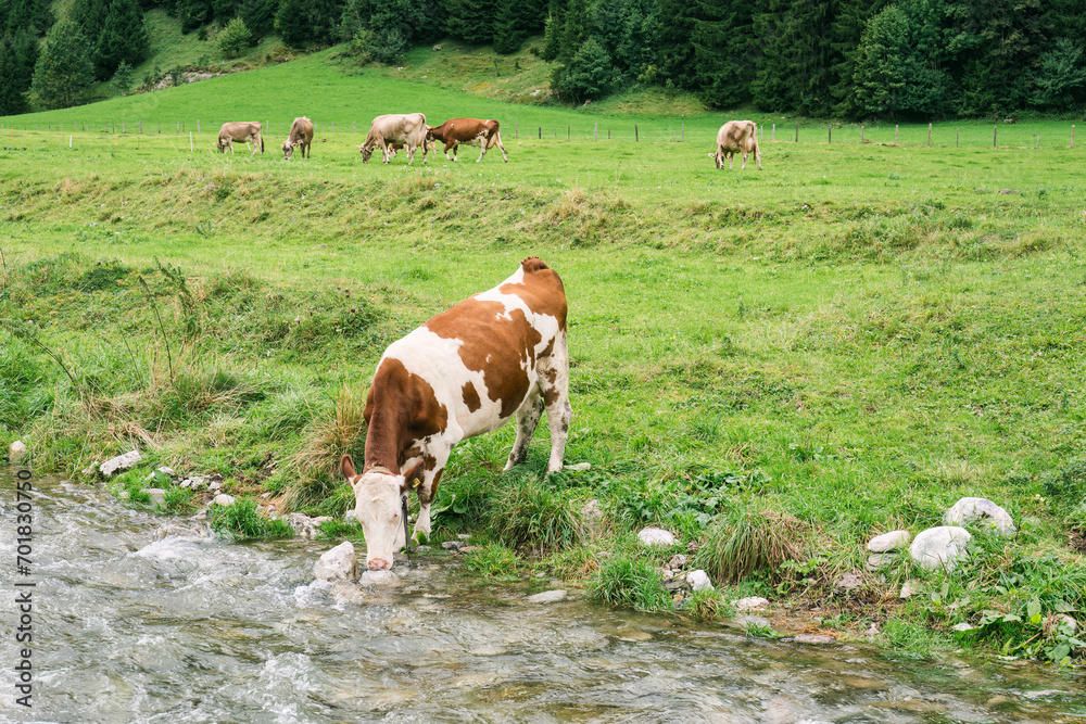 Cow is drinking water by river in pasture Cow is drinking water by river in pasture