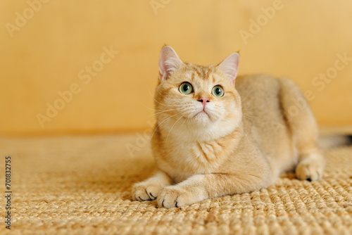 Funny Scottish Fold cat with beautiful big eyes. Beloved kitten playing in the natural atmosphere of home. 