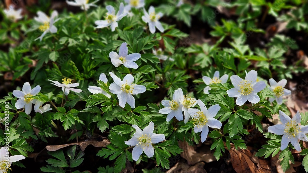 Anemone nemorosa, the wood anemone spring flowers, blooming in the garden. Anemone nemorosa, the wood anemone spring flowers, blooming in the garden.