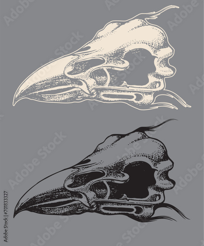bird head skull hand draw illustration on grey background vector