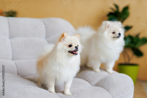 Portrait of white, happy smiling dogs of the spitz breed. Beloved pet in the beautiful home.