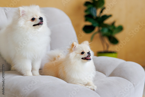 Portrait of white, happy smiling dogs of the spitz breed. Beloved pet in the beautiful home.
