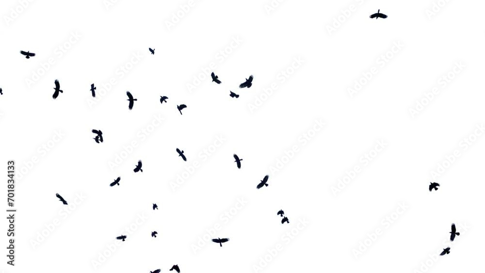 Flock of birds flying, Pigeon flock flying