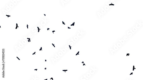 Flock of birds flying, Pigeon flock flying