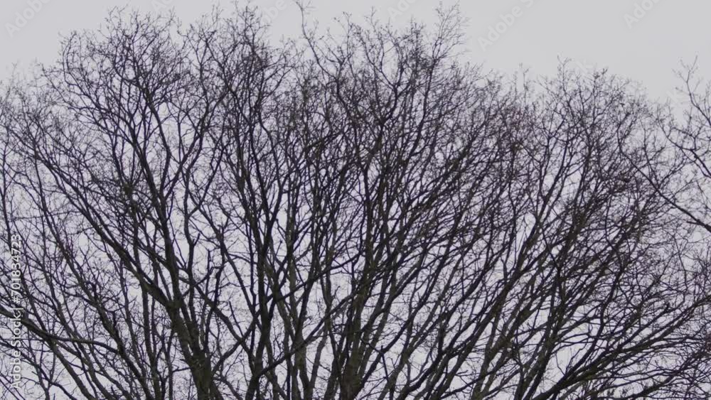 Bare tree branches moving in the strong winds of Storm Henk Bare tree branches moving in the strong winds of Storm Henk