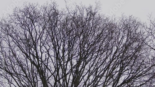 Bare tree branches moving in the strong winds of Storm Henk