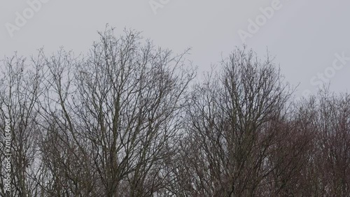 Bare trees blowing in strong wind during Storm Henk 2nd of January 2024