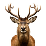 A Detailed Portrait of a Deer Head with Horns, Isolated on Transparent Background, PNG