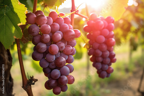 Red grapes from trees grown in farmers' fields meet standards and are used for eating or making wine. Ai generate.