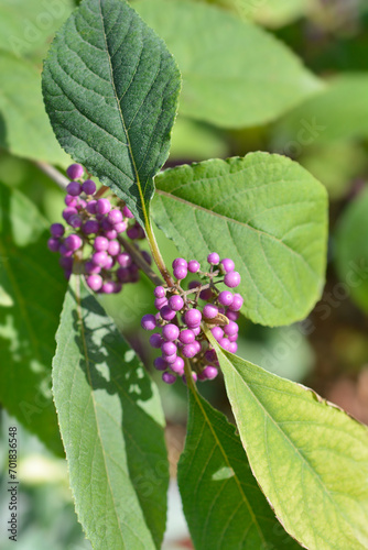 Beautyberry Imperial Pearl branch with berries