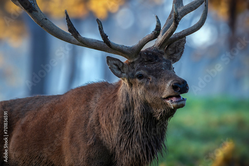 Alter Hirsch im Herbstwald