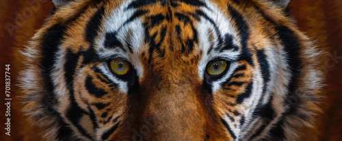 Close-up of the eyes of a tiger